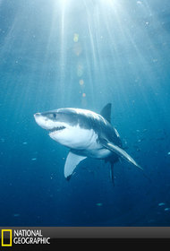 National Geographic Ultimate Shark