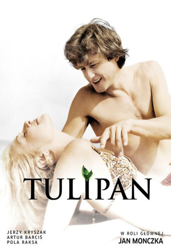 Tulipan