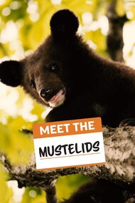 Meet the Mustelids