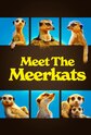 Meet the Meerkats