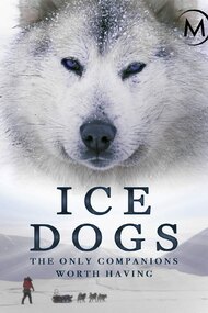 Ice Dogs: The Only Companions Worth Having