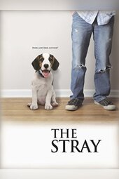 The Stray