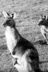 Kangaroos