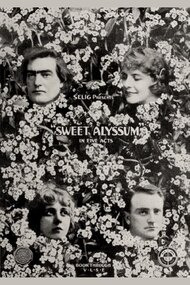 Sweet Alyssum