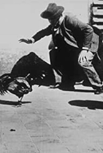 Cockfight