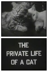 The Private Life of a Cat