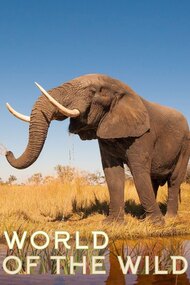 World Of The Wild