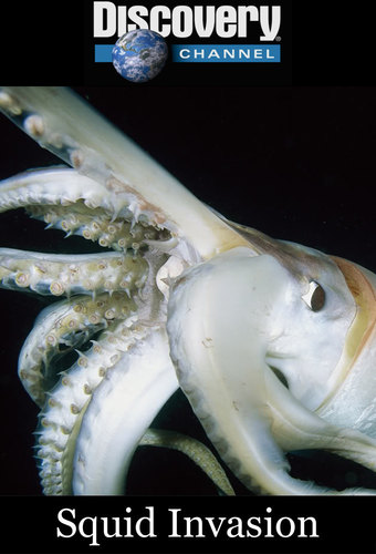 Squid Invasion