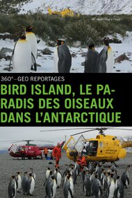 Bird Island - Allein unter Pinguinen