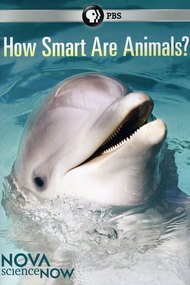 How Smart Are Animals?