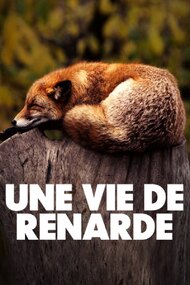 A Wild Fox Life