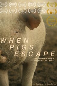 When Pigs Escape