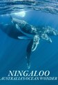 Ningaloo: Australia's Ocean Wonder