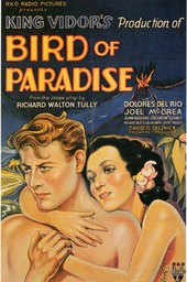 Bird of Paradise