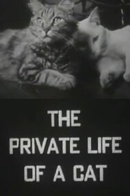 The Private Life of a Cat