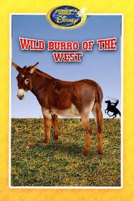 Wild Burro of the West