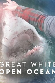 Great White Open Ocean