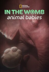 In the Womb: Animal Babies