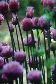 Hic Rosa, Botanical Score