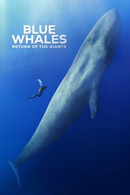 Blue Whales: Return of the Giants
