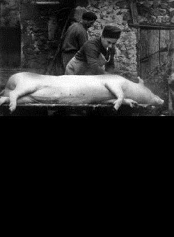 The Pig