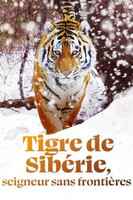 Tigre de Sibérie, seigneur sans frontières