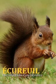 Écureuil : Les Tribulations d'une forestière