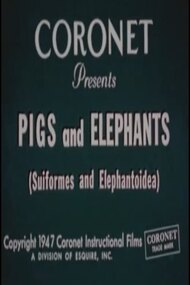 Pigs and Elephants (Suiformes and Elephantoidea)