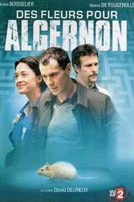 Des fleurs pour Algernon