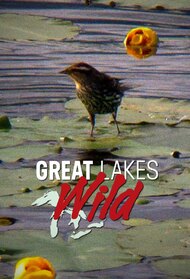 Great Lakes Wild