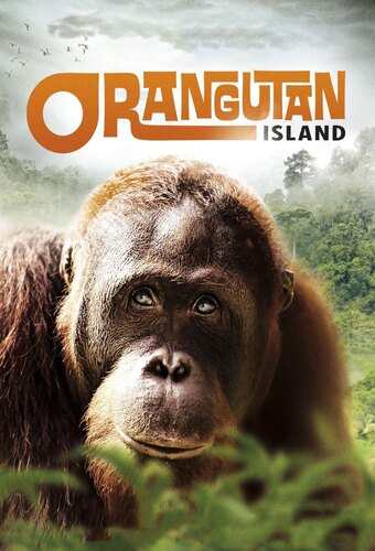 Orangutan Island