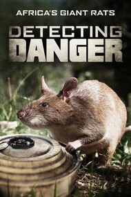 Detecting Danger: Africa's Giant Rats