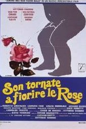 Son tornate a fiorire le rose