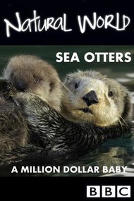 Sea Otters: A Million Dollar Baby