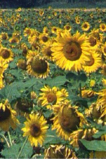 The Sunflowers