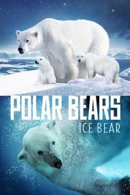 Polar Bears: Ice Bear