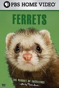 Ferrets