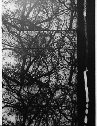 3/60: Trees in Autumn