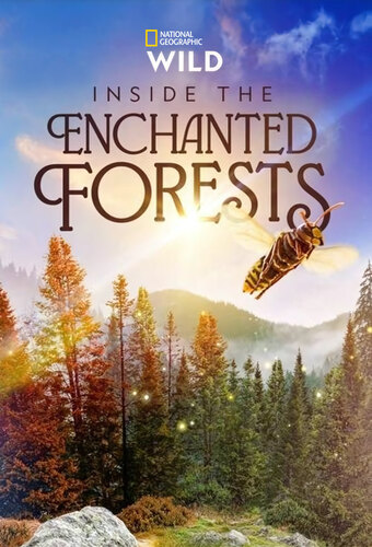 Inside the Enchanted Forests