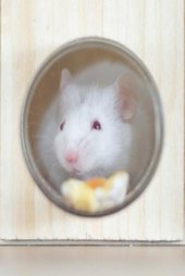 Flowers for Algernon