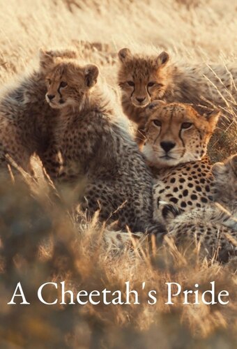 A Cheetah's Pride