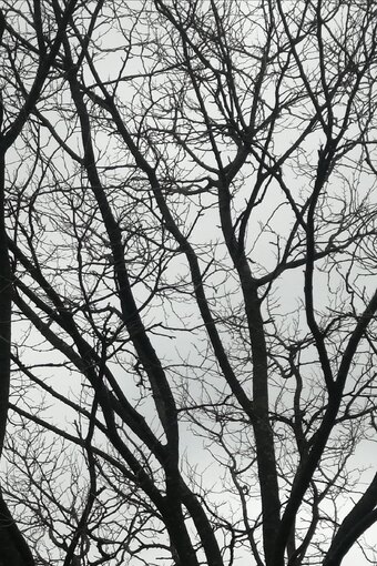 Tree Limbs