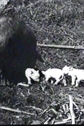 Mamma's Pets