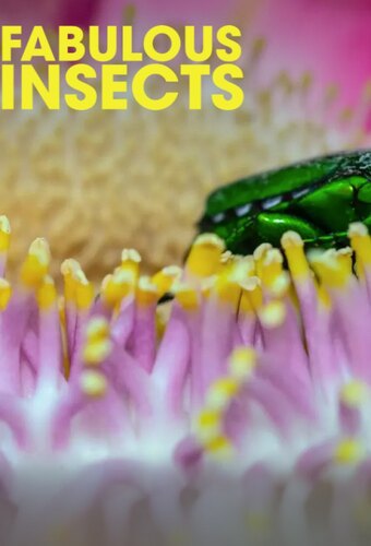 Fabulous Insects
