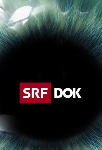 Dok