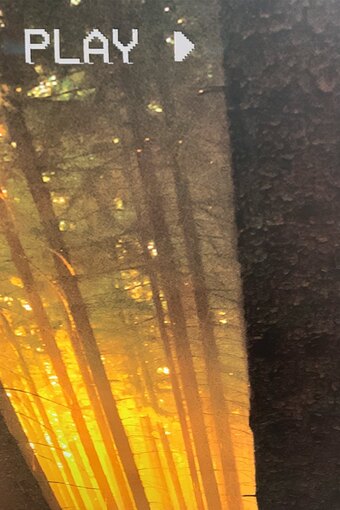 In The Forest