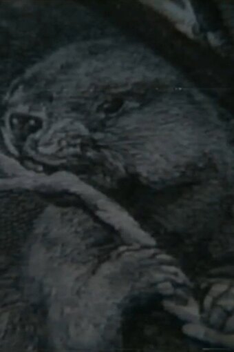 Beaver Report