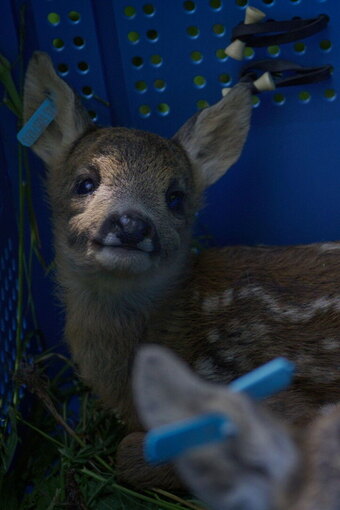 For Deer Life