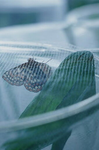 The Butterfly Lab