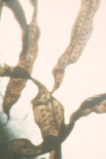 phototropes